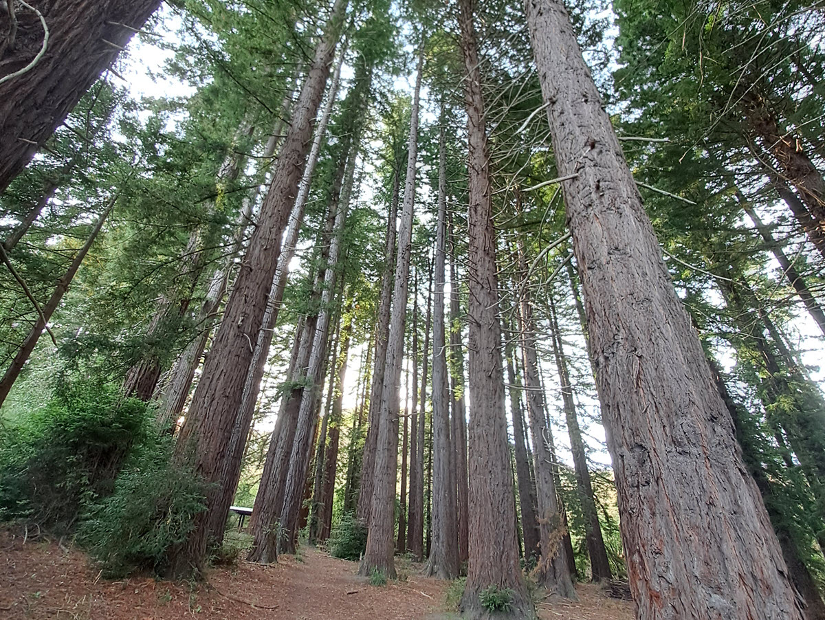 trees