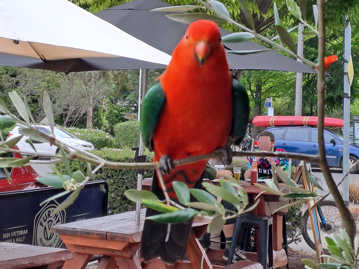 inquisitive bird
